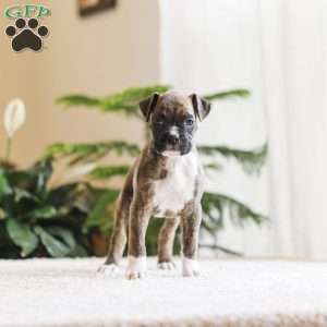 Patches, Boxer Puppy